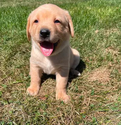 Purebred Lab Puppies for Sale, View more