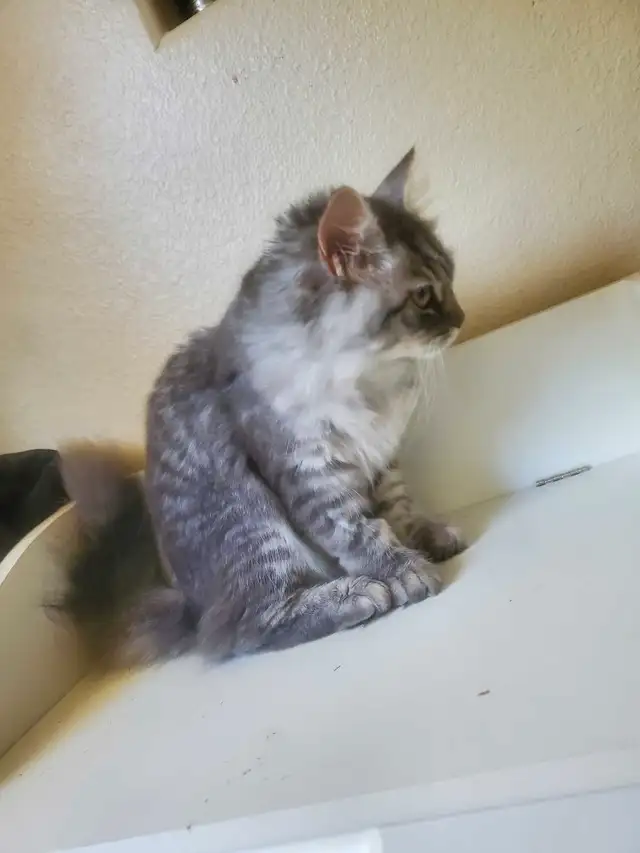 Siberian junior kitten