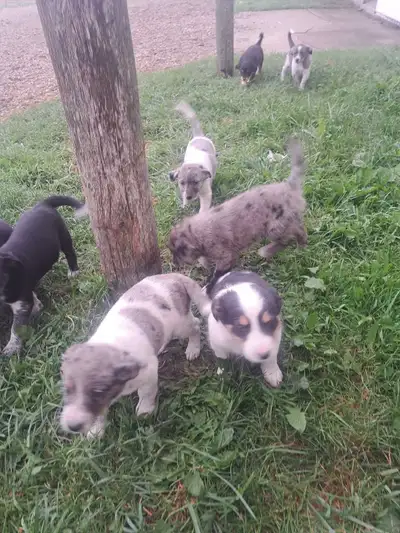 Blue heeler puppies, View more
