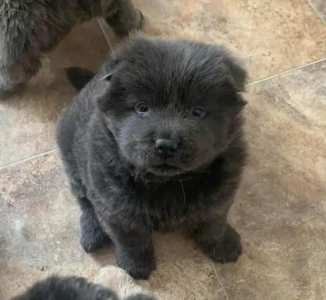chow chow puppies in Dogs & Puppies for Rehoming in Hamilton - Image 5