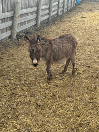 Weaned baby donkeys