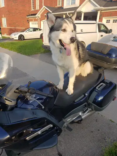 2001 st1100 with triple case setup. Additional front windscreens (large, mid, short). Right around 1...