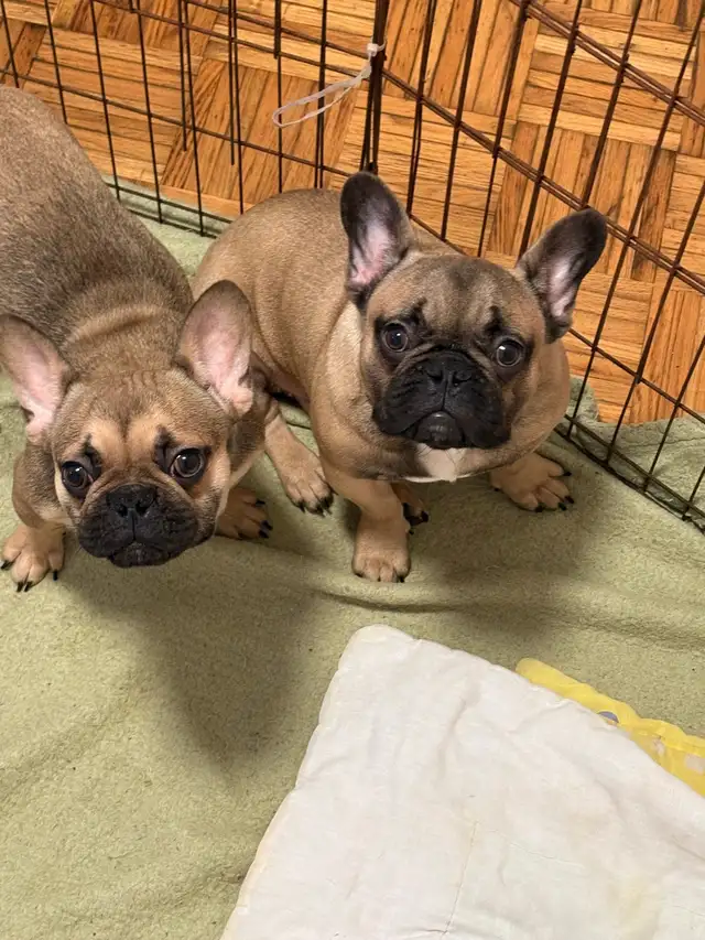 Superbes chiots Frenchie disponibles  Pure race, en sant in Dogs & Puppies for Rehoming in Laval / North Shore - Image 3