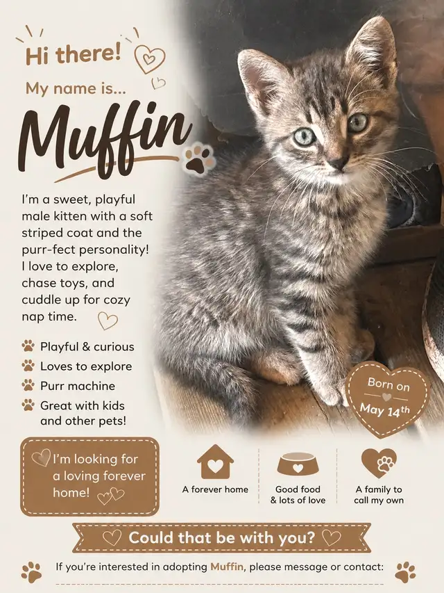 Adorable Male Kittens Looking for their  Forever Home! in Cats & Kittens for Rehoming in Oakville / Halton Region - Image 2