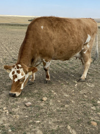 A2A2 milk cow