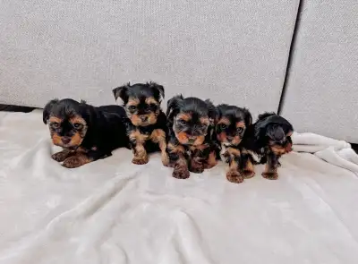 Yorkie puppies- Ready to go to their forever homes!, View more