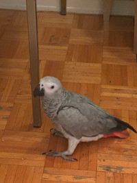 African Grey wants to video conference