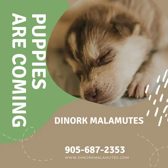  Upcoming Fall Alaskan Malamute Puppies!  Reserve Now! in Dogs & Puppies for Rehoming in St. Catharines - Image 5