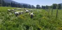 Local 100% Grass-fed Lamb