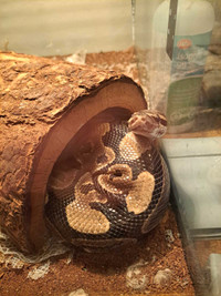 Female ball python