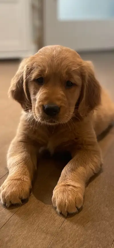 Golden Retriever chiots, View more