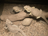 Sub-Adult Bearded Dragons for Adoption