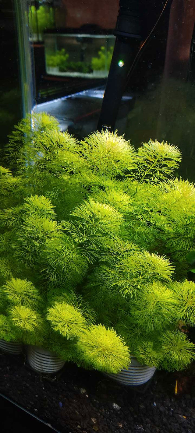  Aquarium Plant - Dwarf Ambulia (Limnophila Sessiliflora) in Fish for Rehoming in Markham / York Region