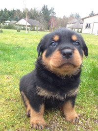 Purebred Rottweiler, puppies for sale, available now