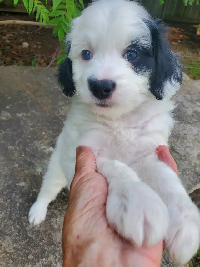 Miniature Bernedoodle in Dogs & Puppies for Rehoming in Oshawa / Durham Region - Image 5