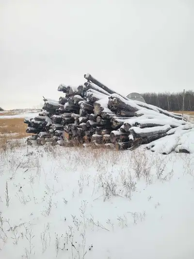 Poplar logs, View more