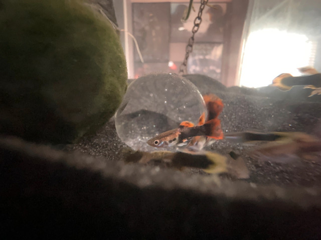 Baby Guppies $1 each in Fish for Rehoming in Burnaby/New Westminster