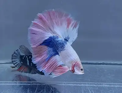 Indonisia RARE betta halfmoon pink and blue, View more