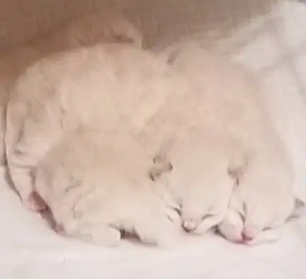 Neva Masquerade Kittens (Siberian) | 2 Available