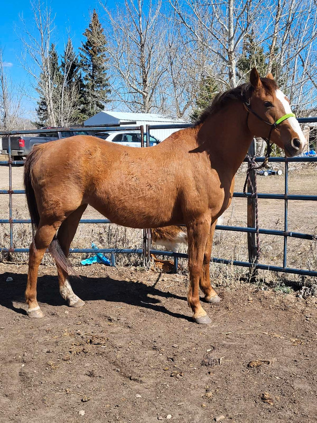 8 year old TB x QH grade mare  in Horses & Ponies for Rehoming in Lloydminster - Image 3