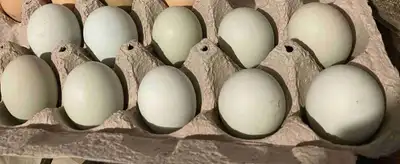 Eggs farm fresh