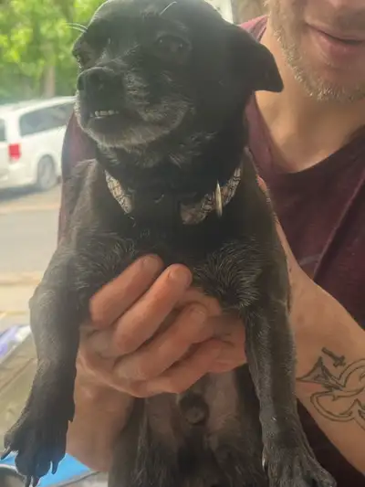 Pet friendly House needed
