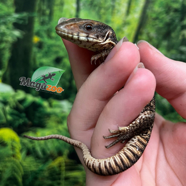 Varans des savanes  dans Reptiles et amphibiens à adopter  à Ville de Montréal