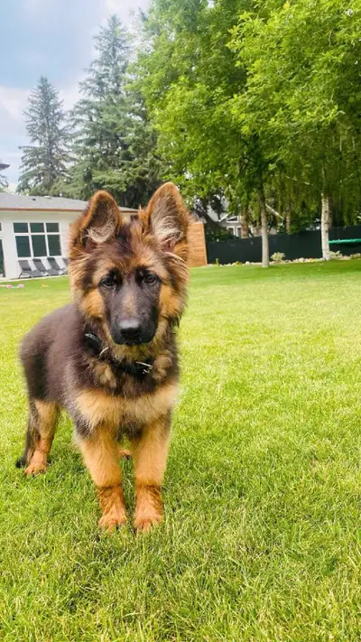 Longcoat German Shepherd Puppies, View more