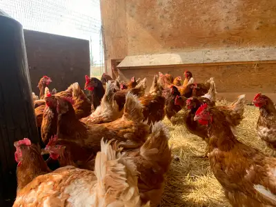 20wk old Lohmann Brown laying hens, View more