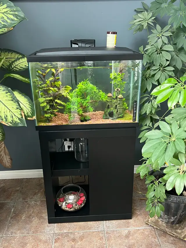 aquarium and everything inside for sale:)  in Fish for Rehoming in Calgary - Image 2