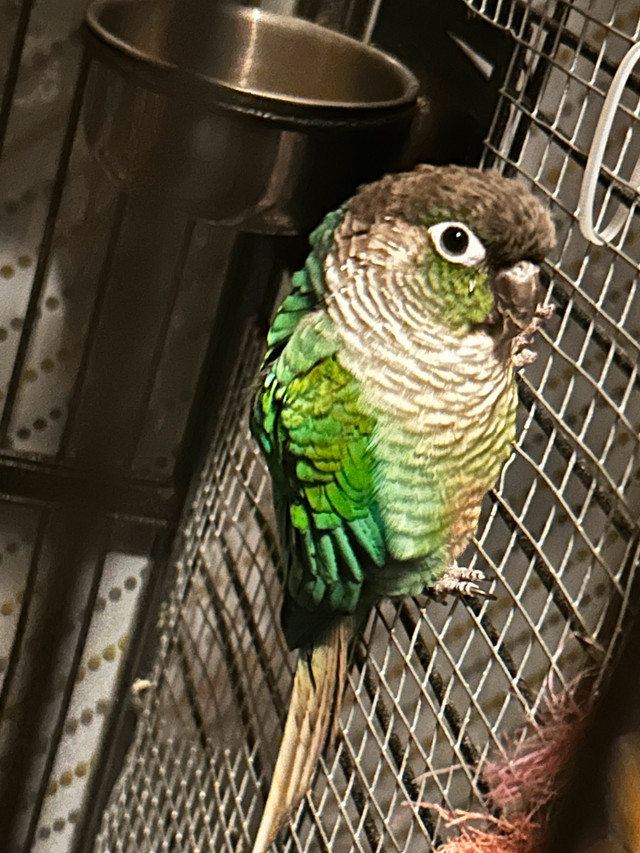 Turquoise conure for rehoming in Birds for Rehoming in London