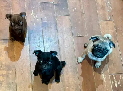 Adorable pug puppies, ready to go! $900, View more