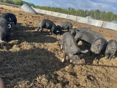 Berkshire butcher pigs for sale!, View more