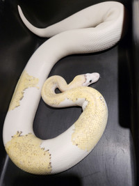 Over 1200gs Adult Female Pastel Grey Matter Ball Python