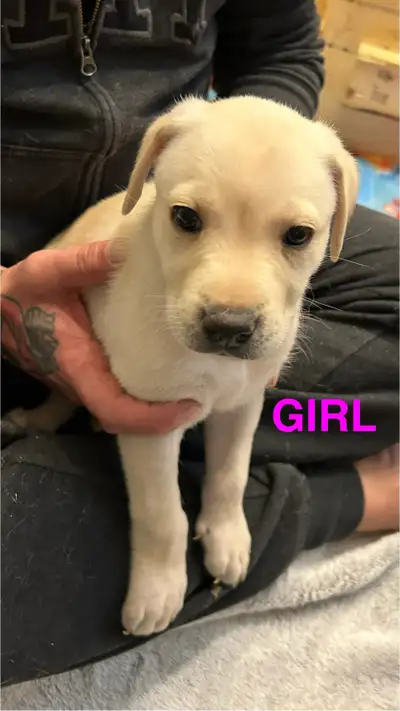 Sweet energetic puppies for sale. 4 females and 4 males available. Mom is a Golden Retriever. Dad is...