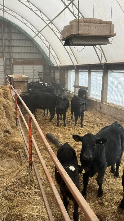 Limo x calves vary in ages 3 months to 7 months 2250$-3250$ On free choice corn and steak maker pell...