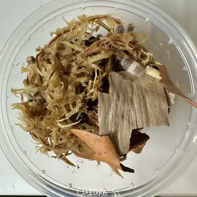 Panda King Isopods (Cubaris sp.), View more