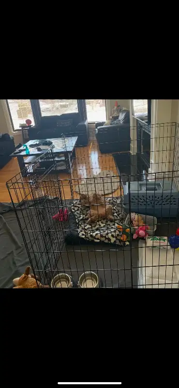 Dog exercise pen cage, View more