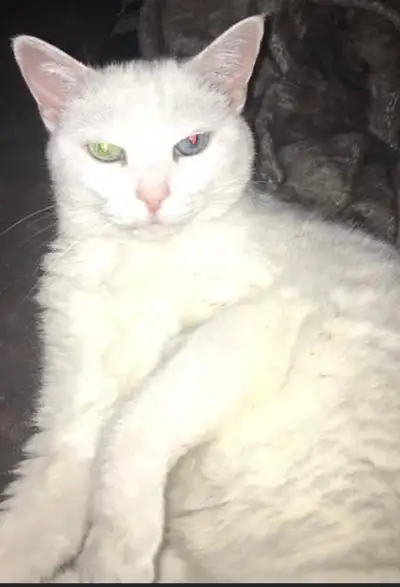 Comfy Cat Care ‍⬛, View more