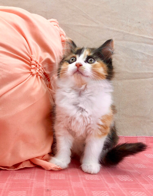 Fluffy Calico Maine Coon, Vaccinated  in Cats & Kittens for Rehoming in Hamilton - Image 2