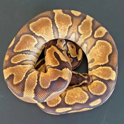 Adult Ball Pythons , View more