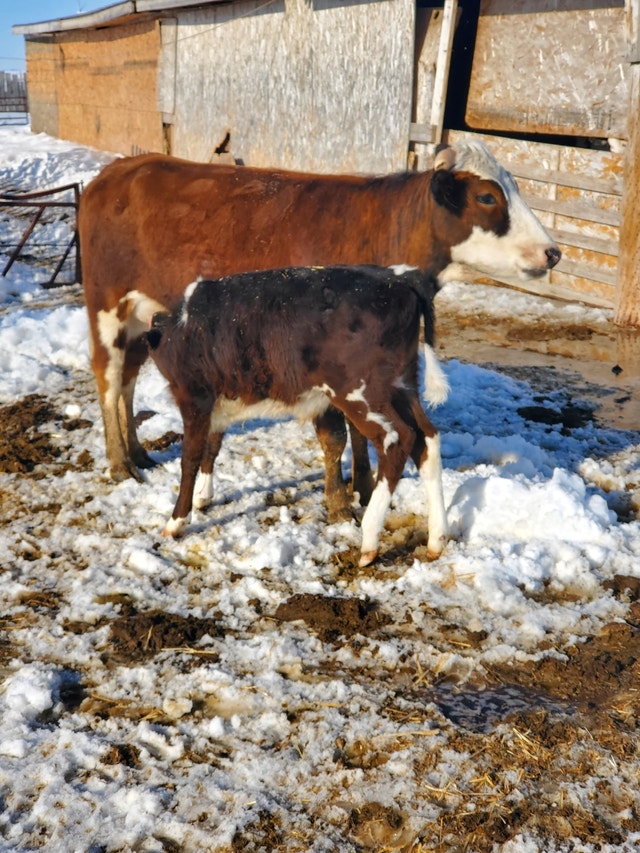 Cow calf pairs Livestock Medicine Hat Kijiji