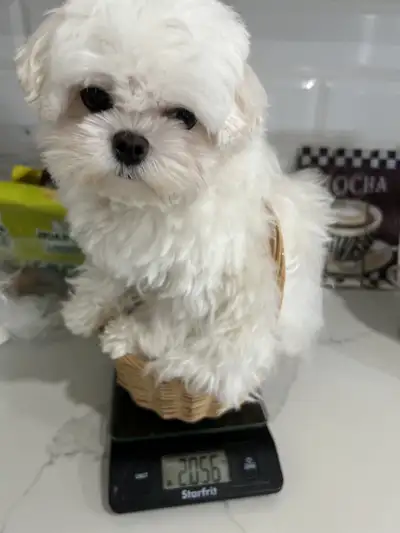 Korean Bloodline tiny size puppies for forever home, View more