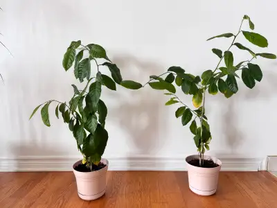 Lemon citrus tree, View more