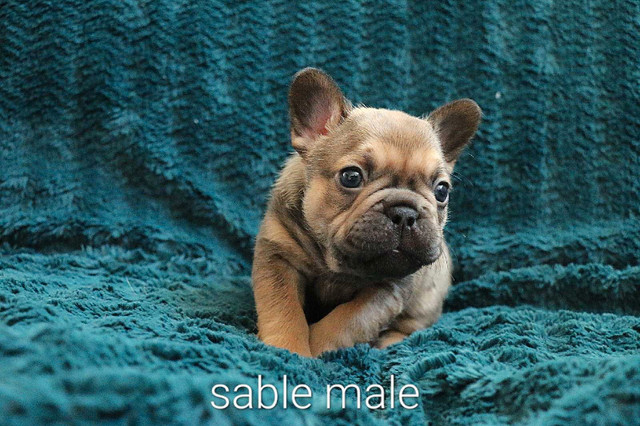 French Bulldog puppies in Dogs & Puppies for Rehoming in Fredericton - Image 3
