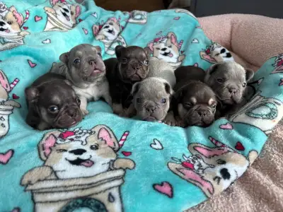 2 left! French Bulldog puppies CKC Frenchie puppy, View more