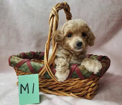 TOY POODLE PUPS, View more