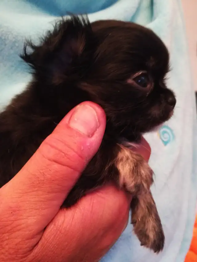 PURE CHIHUAHUA PUPPY in Dogs & Puppies for Rehoming in Ottawa - Image 4