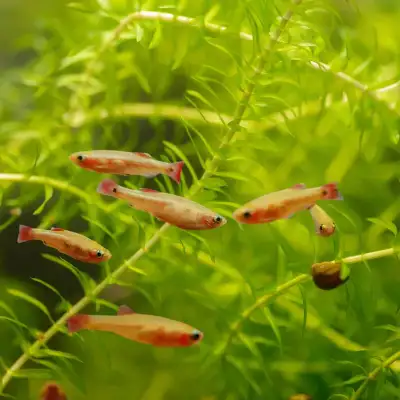 olden White Cloud Mountain Minnow – Hardy Nano Fish – Great for, View more