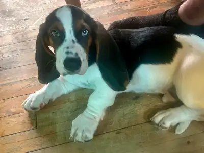 chiot basset hound, View more